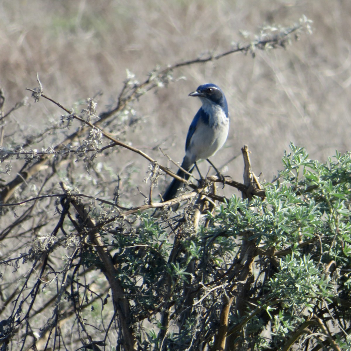 California Scrub-Jay - ML644536245