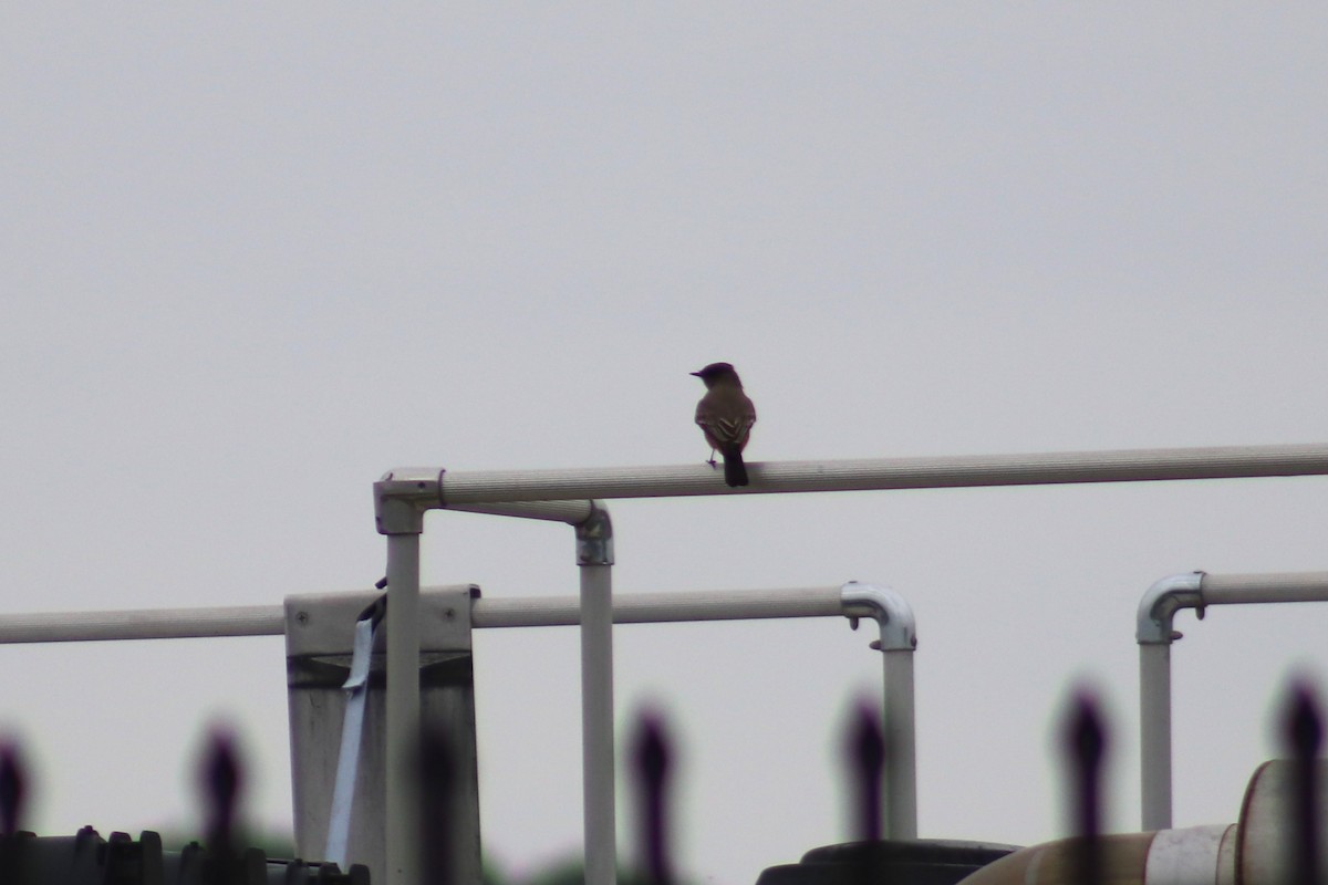 Say's Phoebe - ML644536256