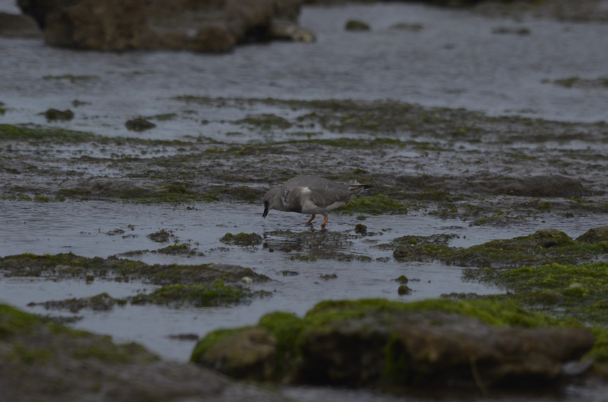 Магелланова ржанка - ML644536259