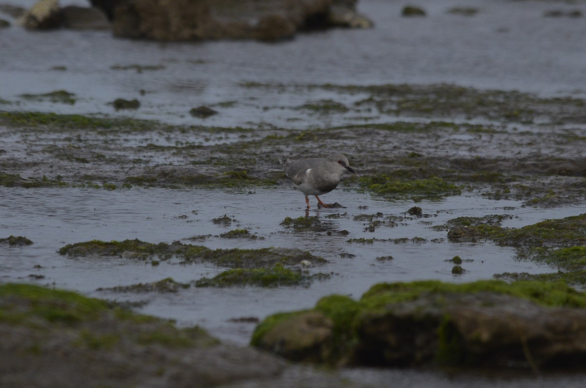 Магелланова ржанка - ML644536260