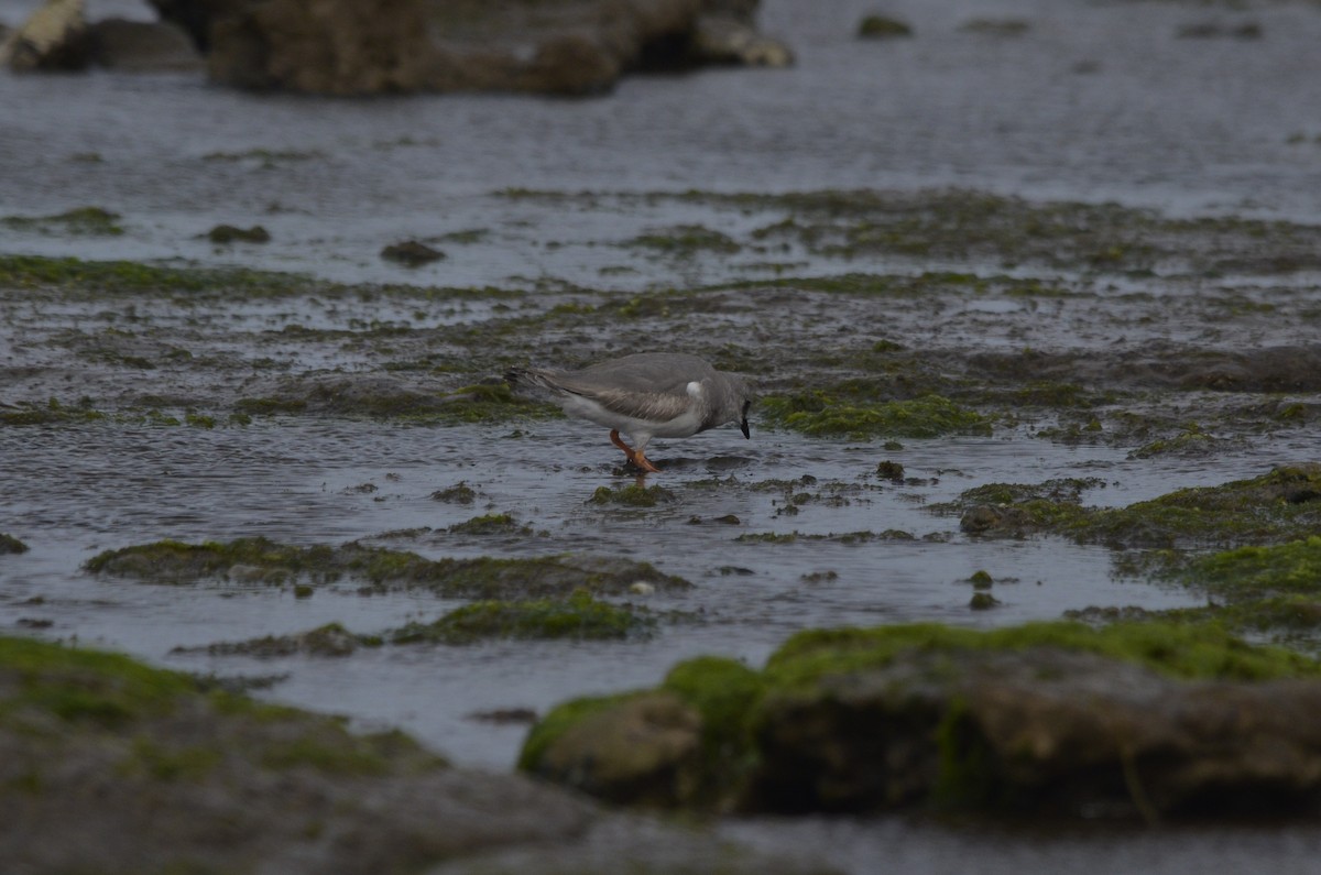 Магелланова ржанка - ML644536261