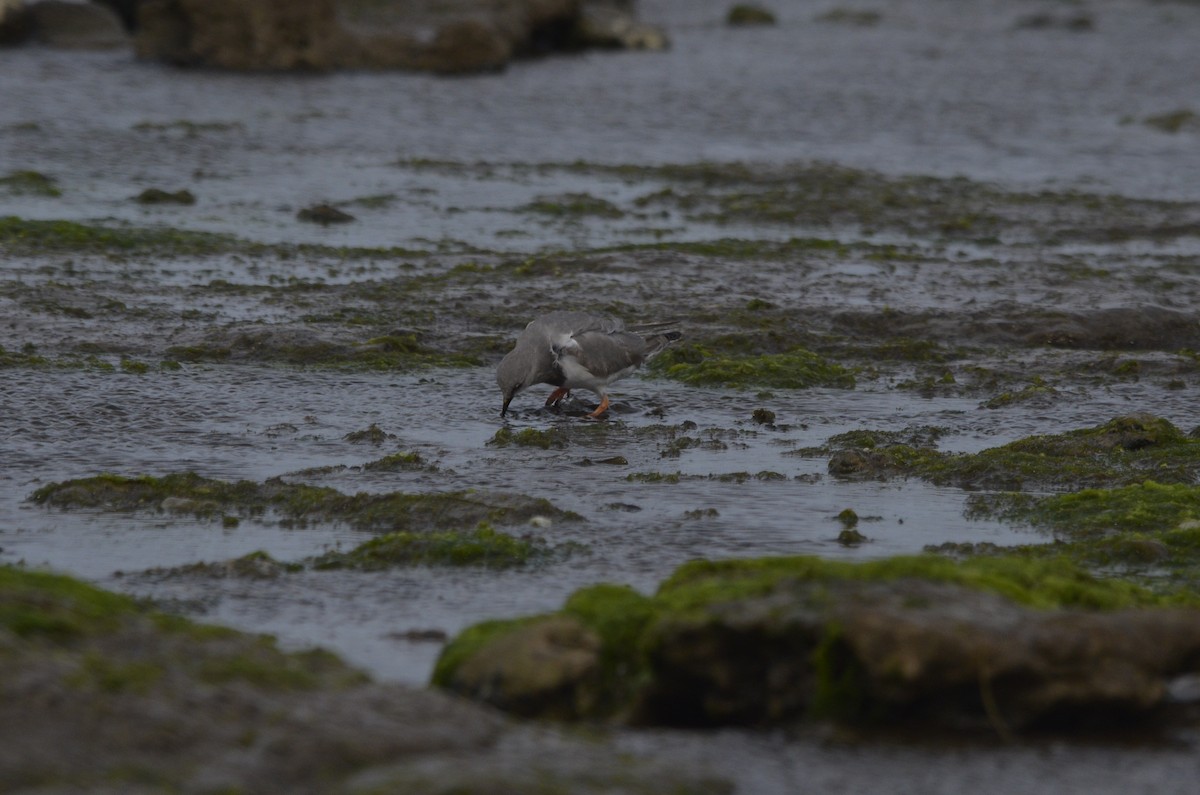 Магелланова ржанка - ML644536262