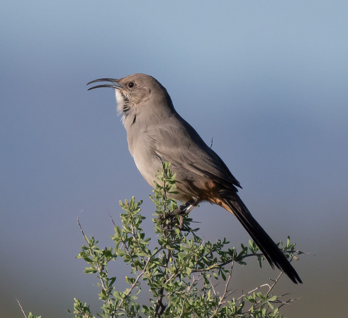 LeConte's Thrasher - ML644536266