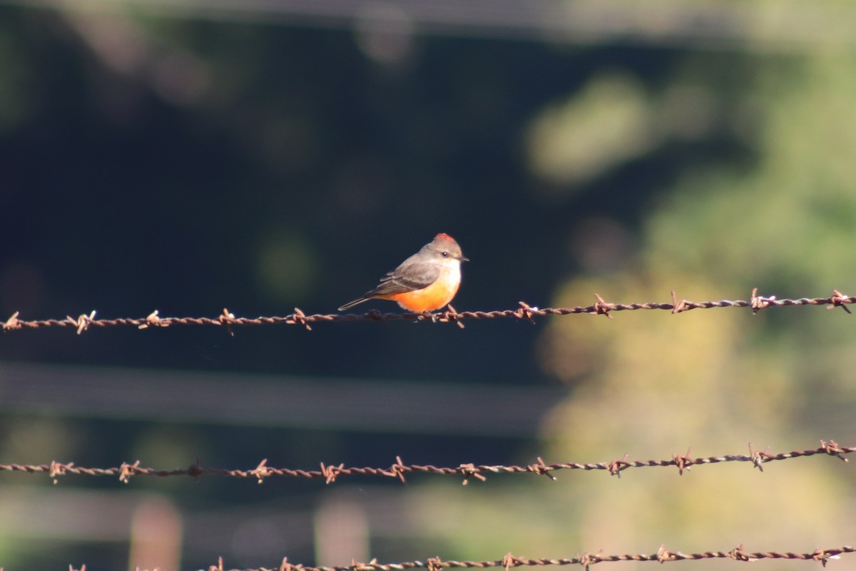 Vermilion Flycatcher - ML644536289