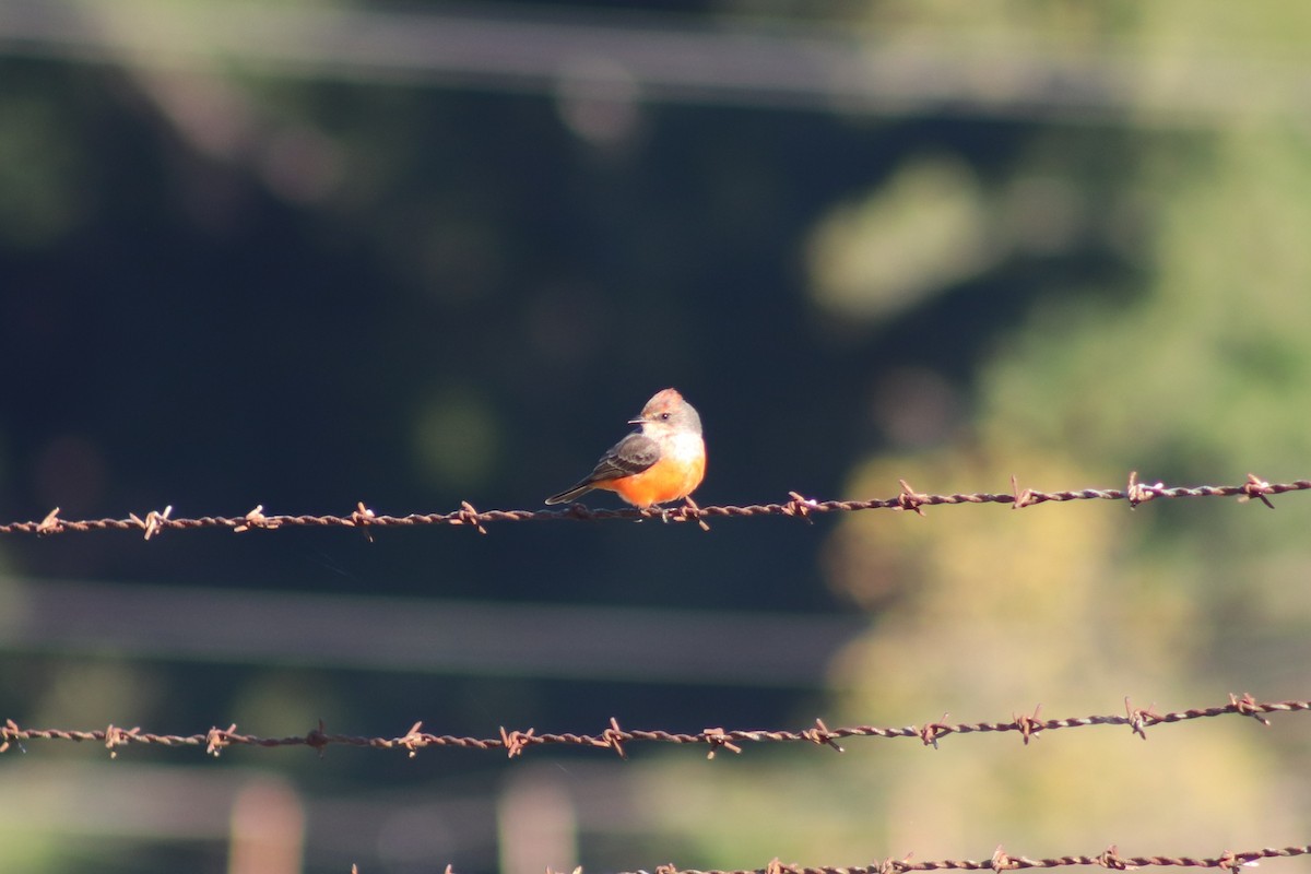 Vermilion Flycatcher - ML644536290