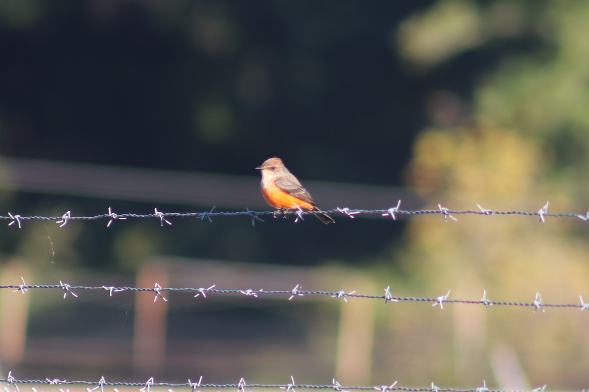 Vermilion Flycatcher - ML644536291
