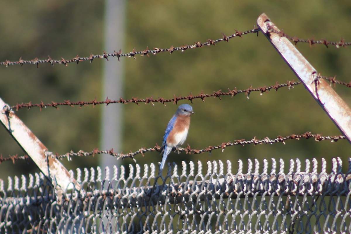Eastern Bluebird - ML644536293