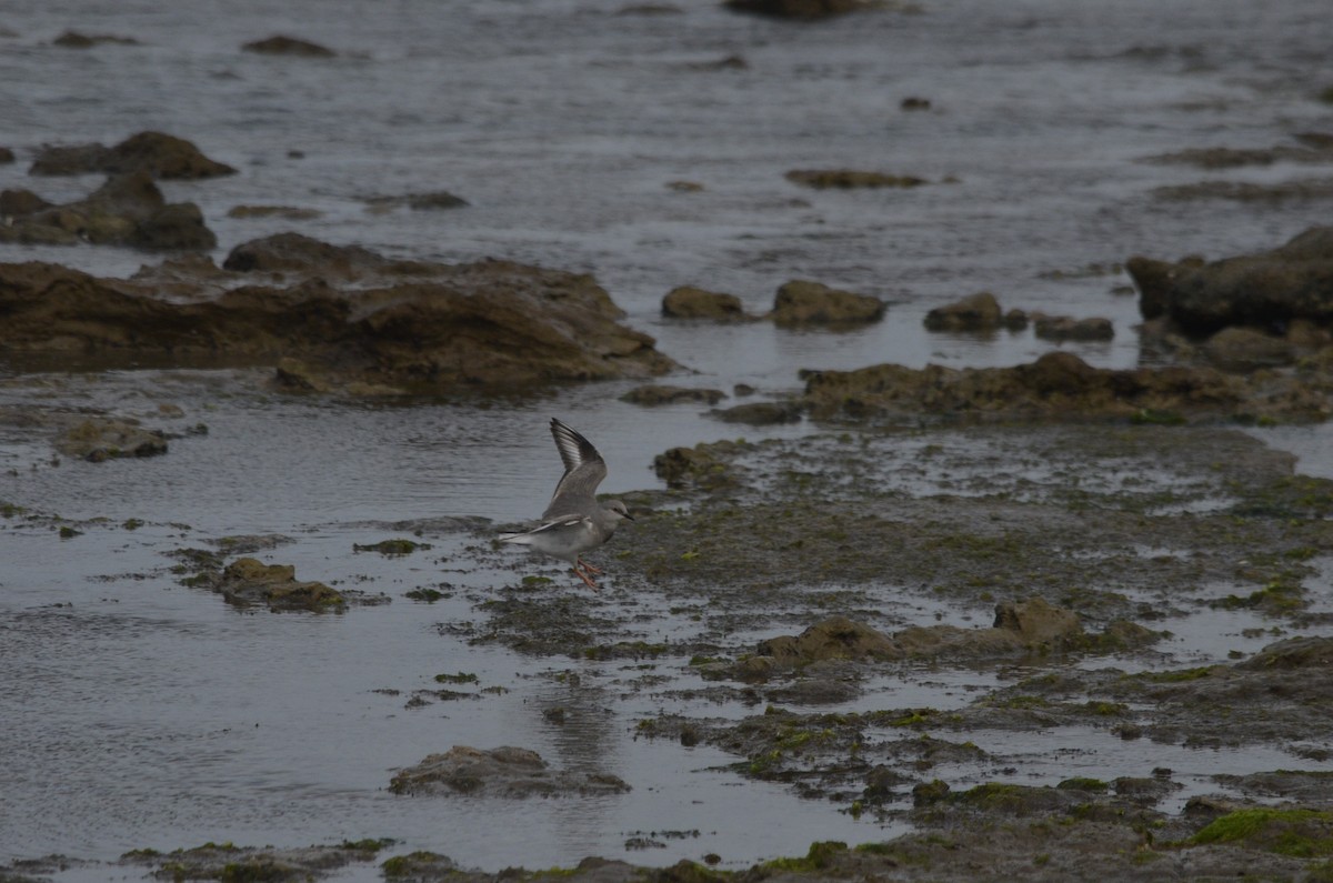 Магелланова ржанка - ML644536294