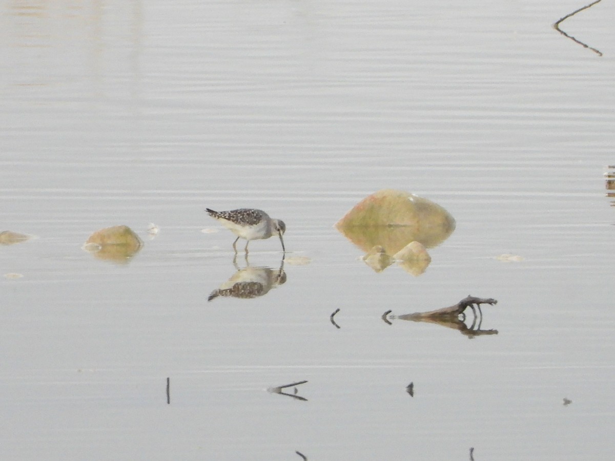 Wood Sandpiper - ML644536295