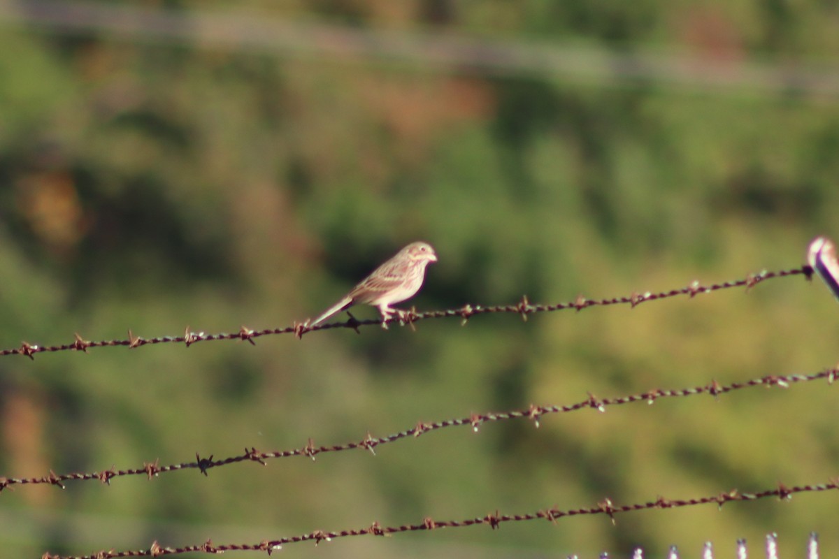 Vesper Sparrow - ML644536298