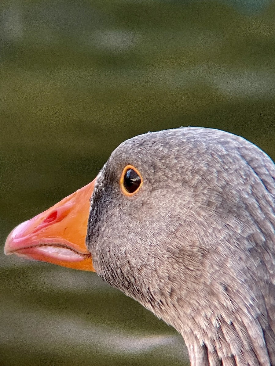 灰雁 - ML644536305