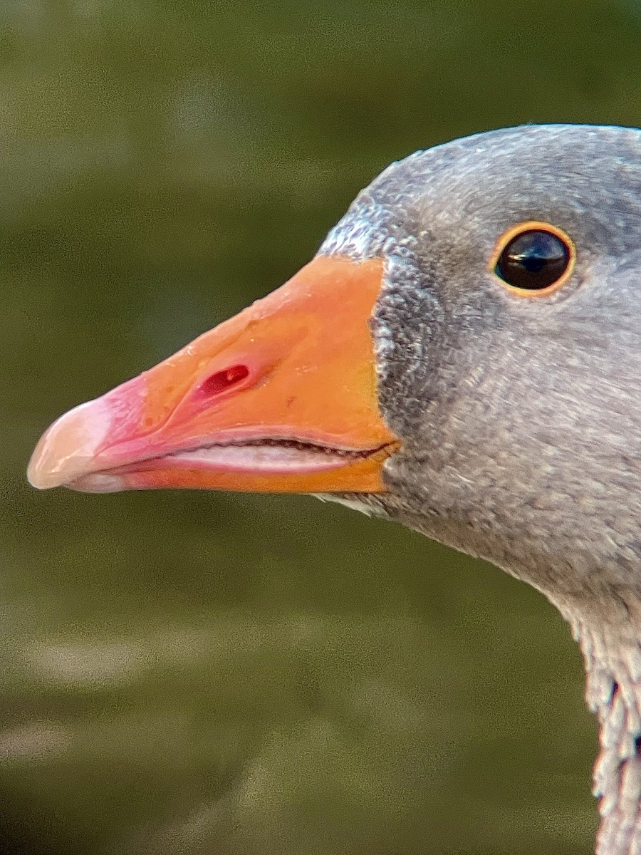 灰雁 - ML644536306