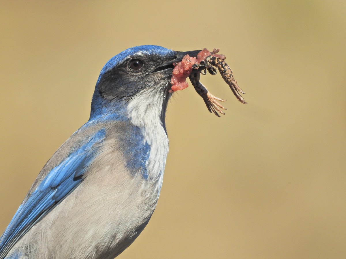 California Scrub-Jay - ML644536309