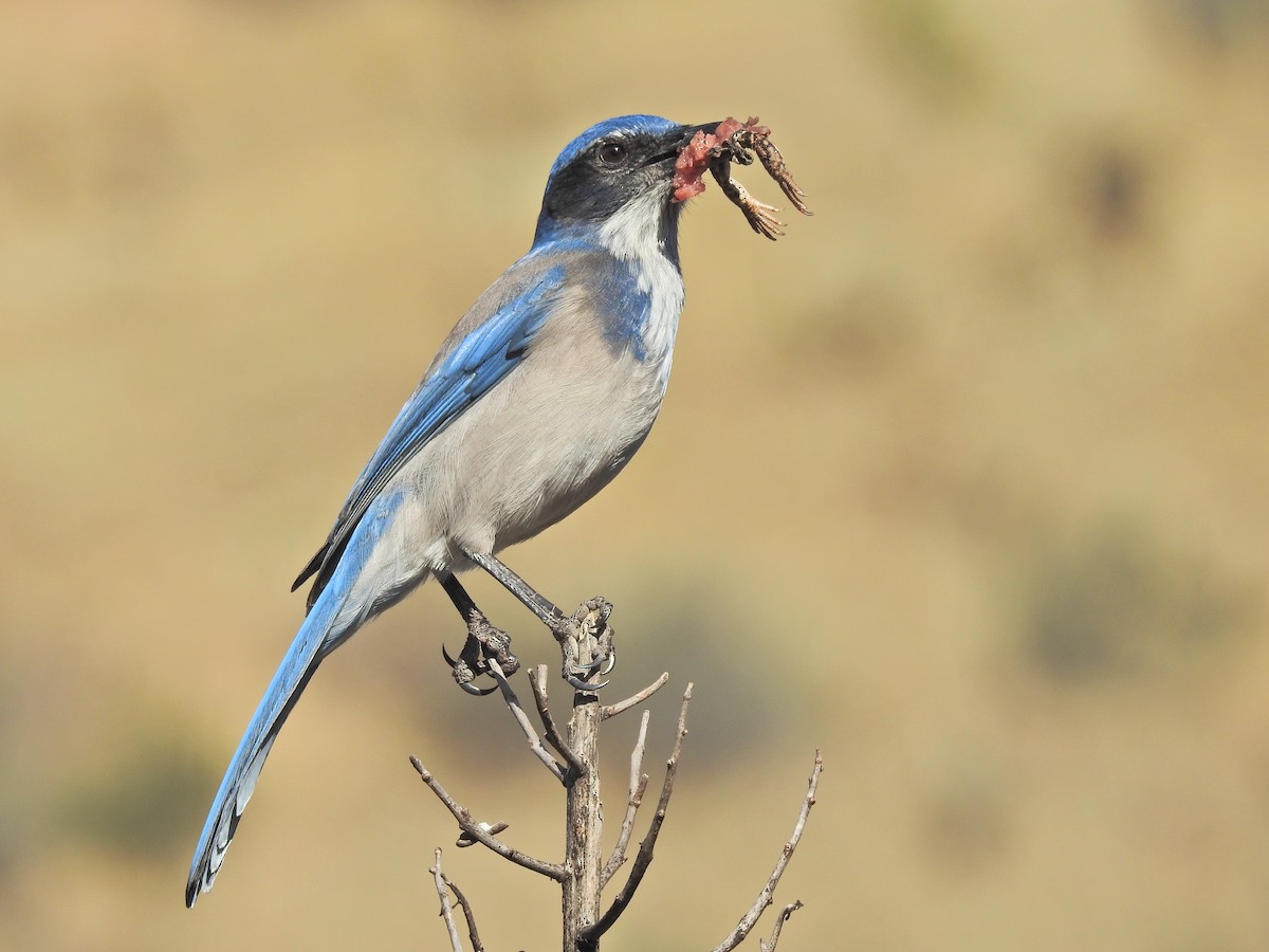 California Scrub-Jay - ML644536310