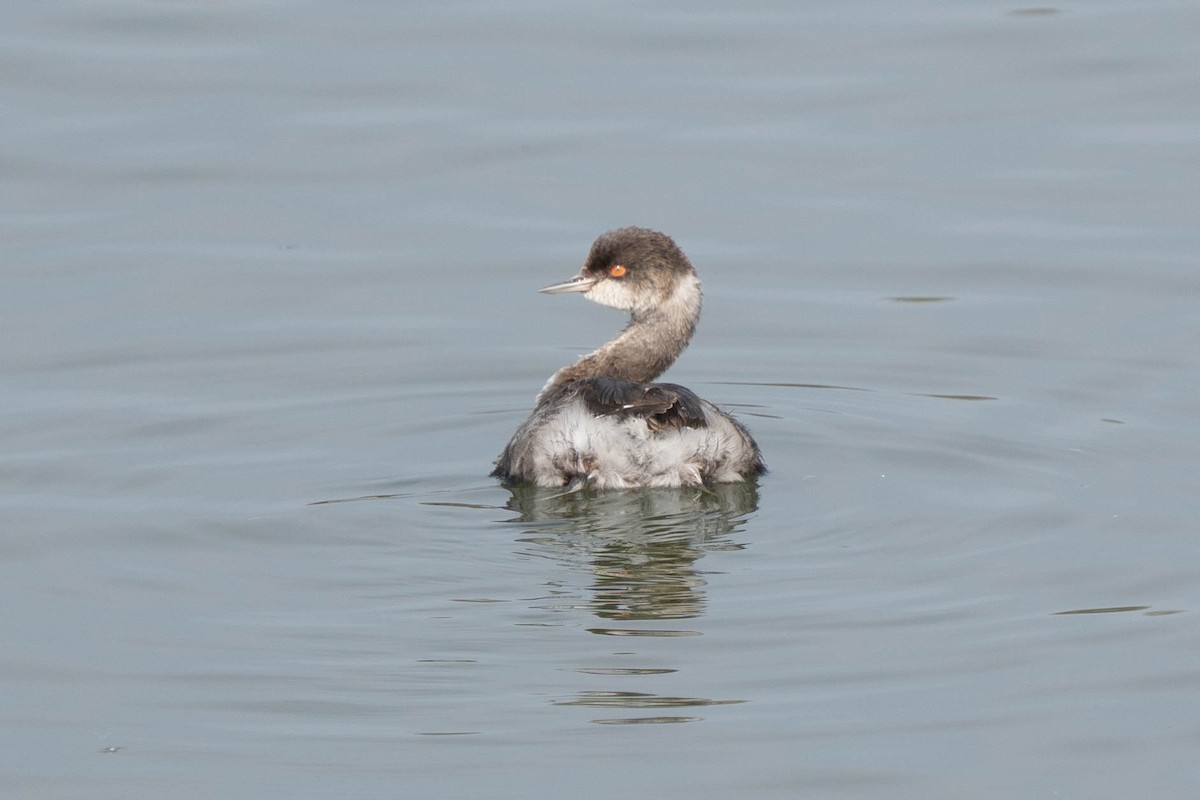 Eared Grebe - ML644536316