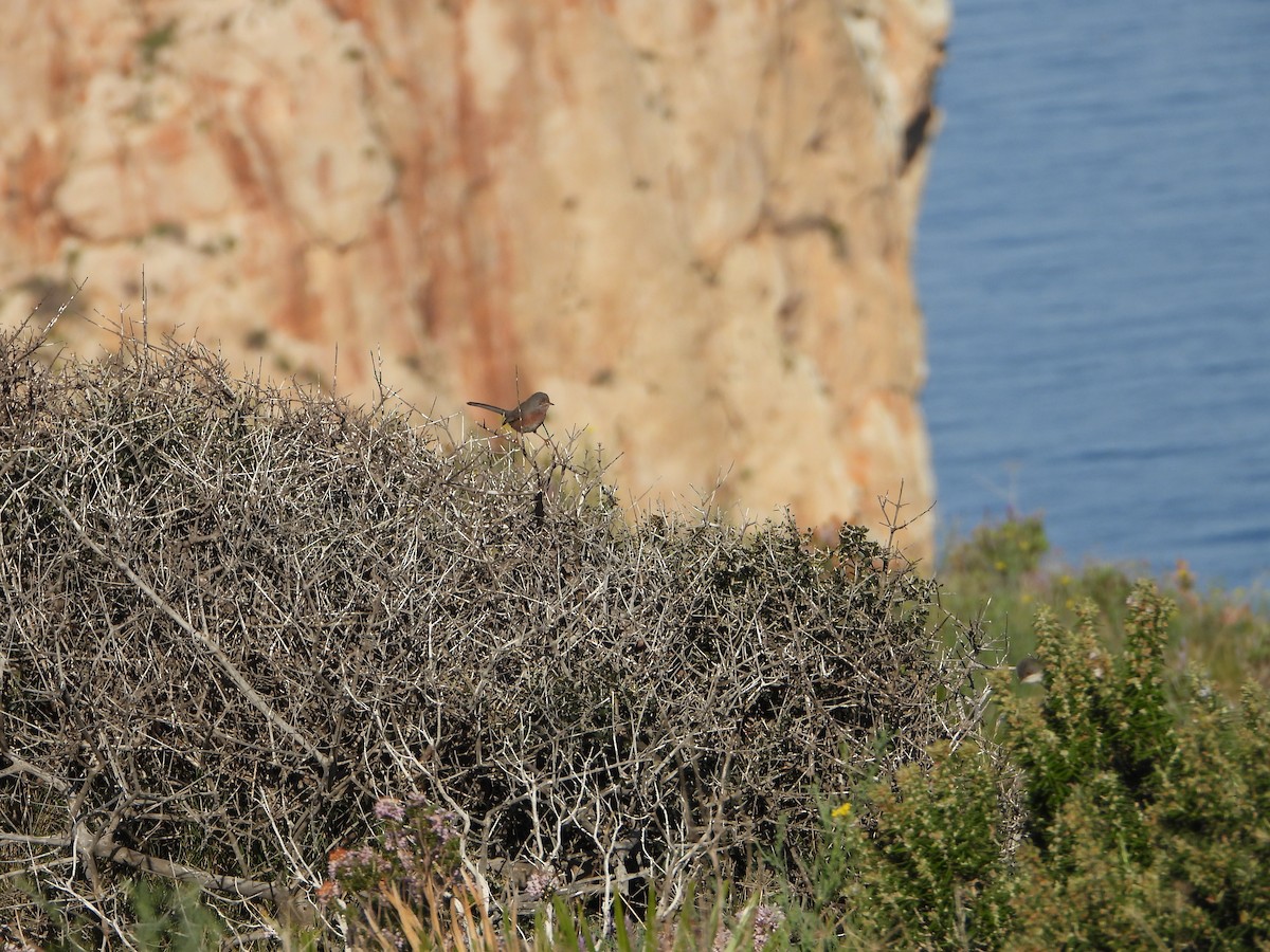 Etze-txinboa - ML644536318