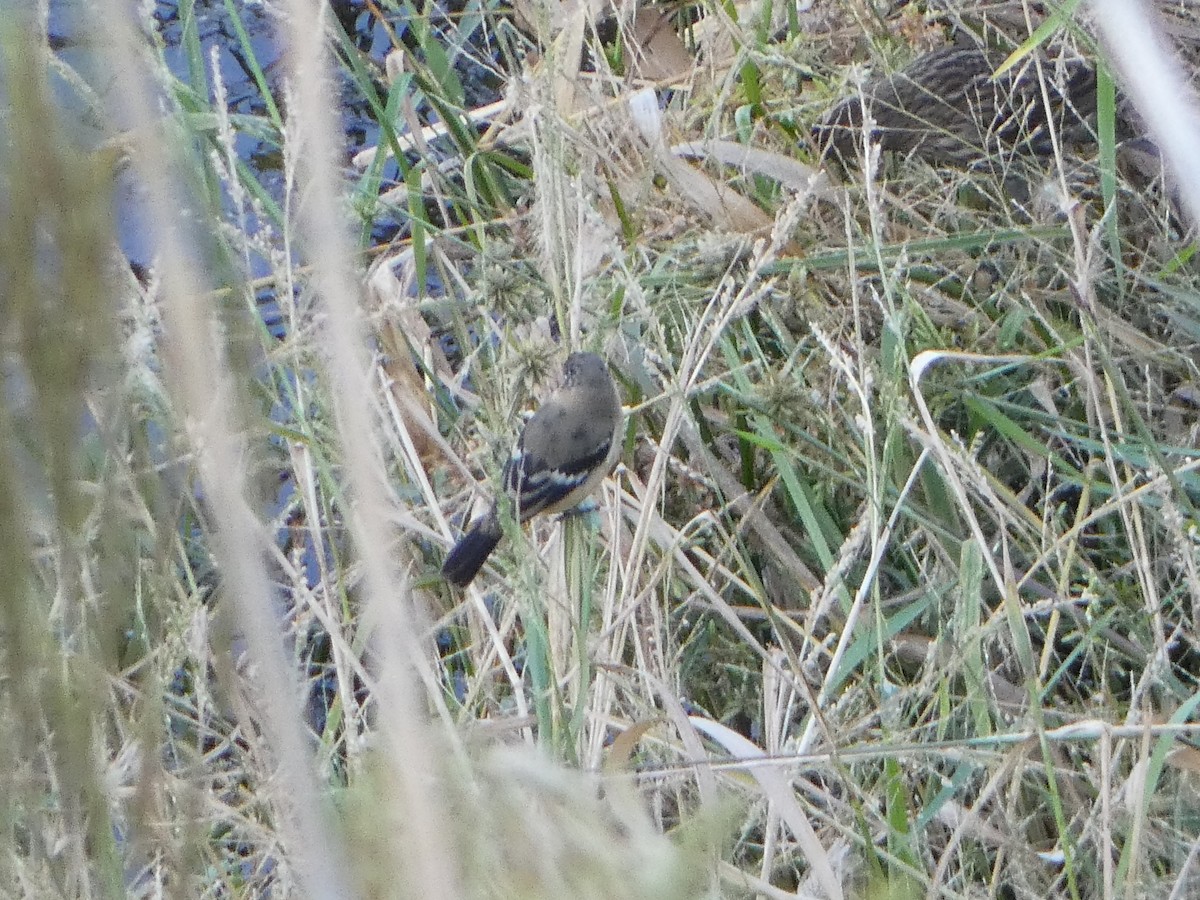 Morelet Tohumculu - ML644536322