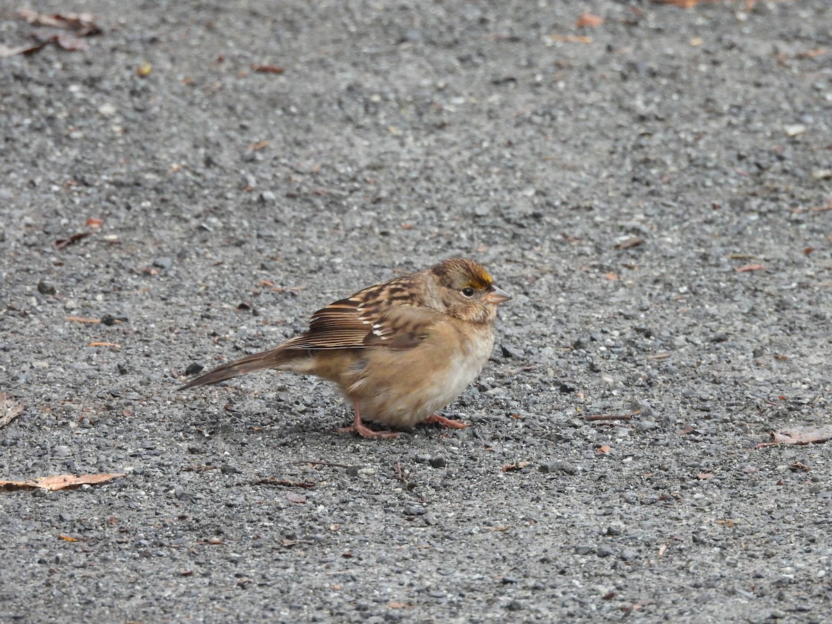 Golden-crowned Sparrow - ML644536324