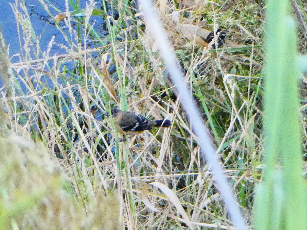 Morelet Tohumculu - ML644536333