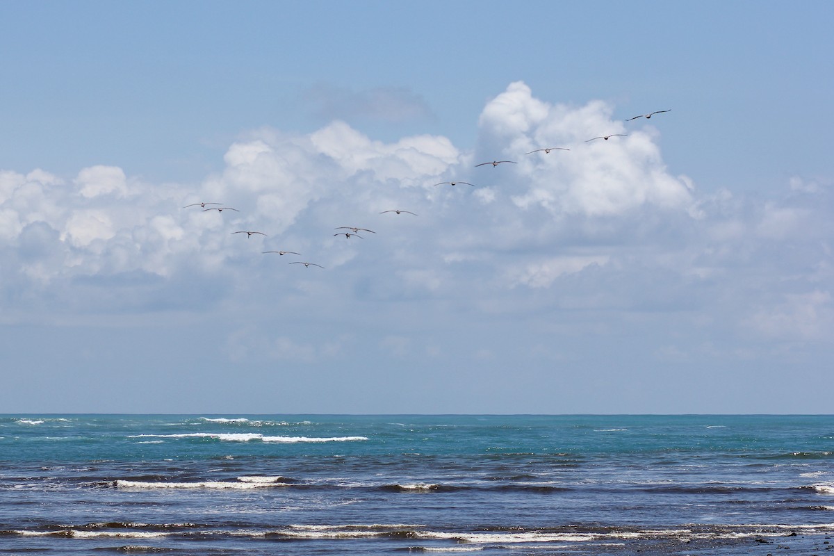 Braunpelikan - ML644536339