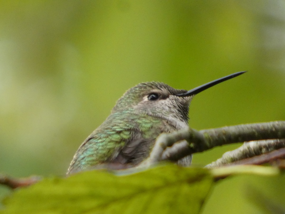 Anna's Hummingbird - ML644536341