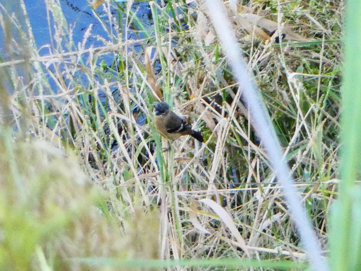 Morelet Tohumculu - ML644536344