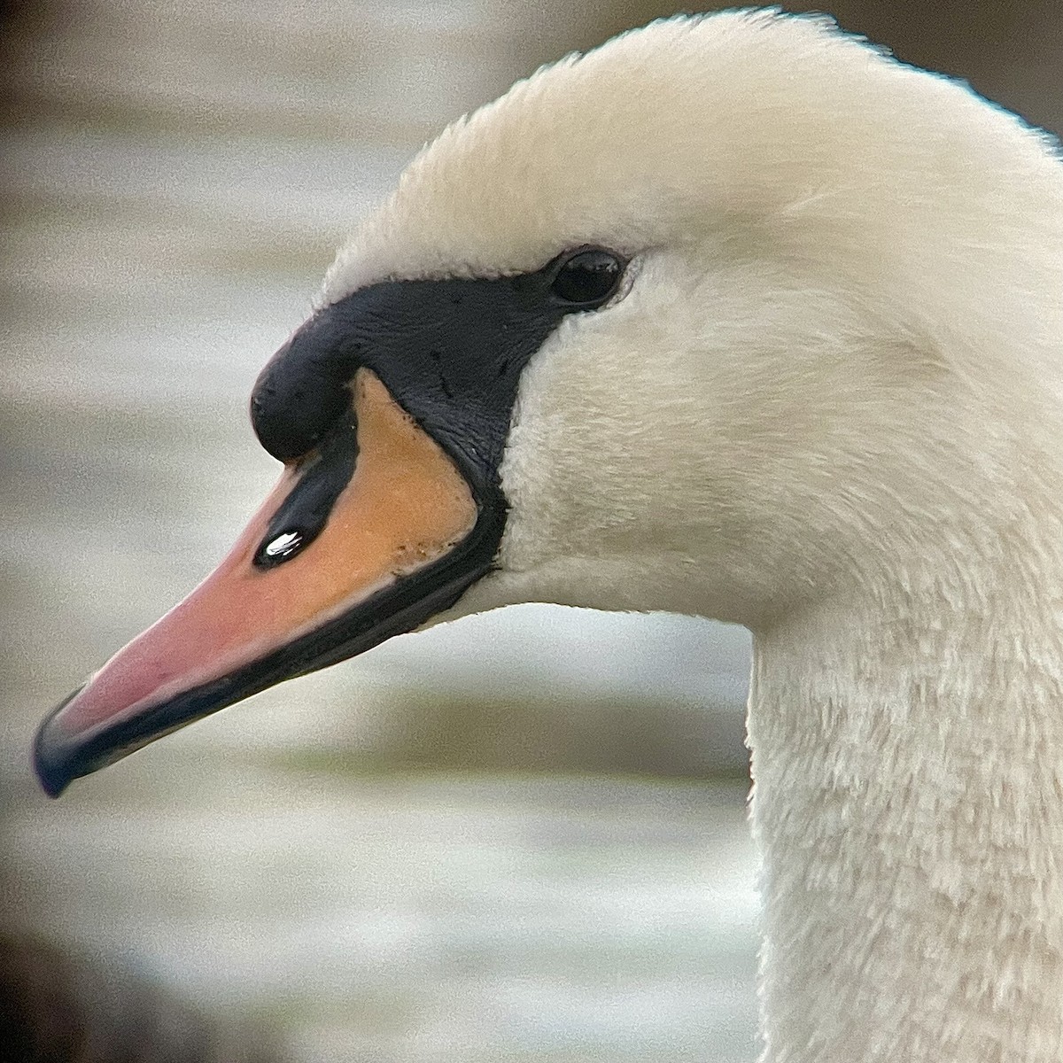 Cisne Vulgar - ML644536346