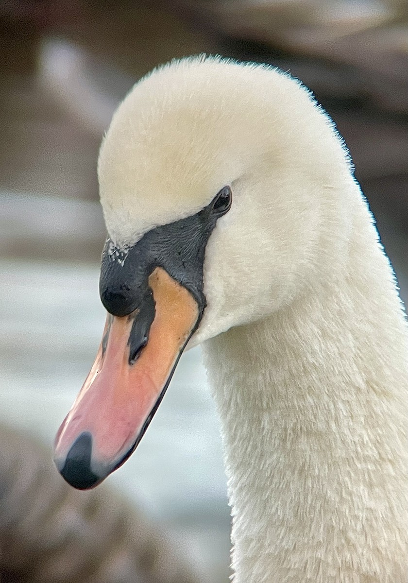 Cisne Vulgar - ML644536347