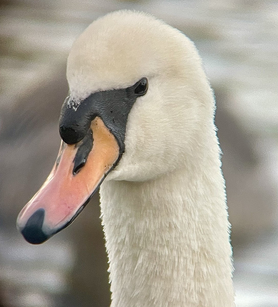 Cisne Vulgar - ML644536348