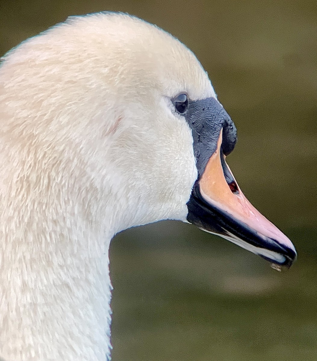 Cisne Vulgar - ML644536349