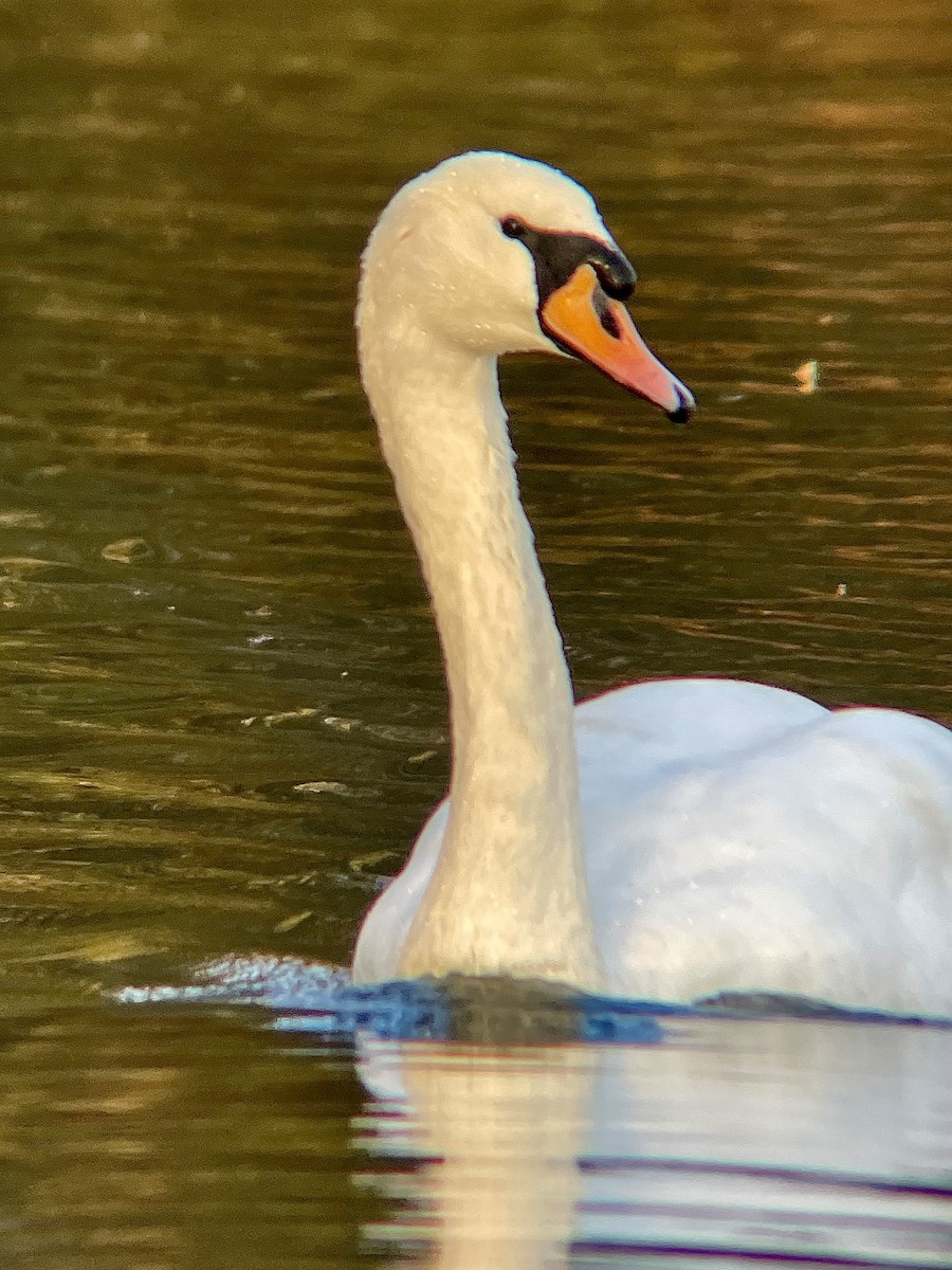 Cisne Vulgar - ML644536351