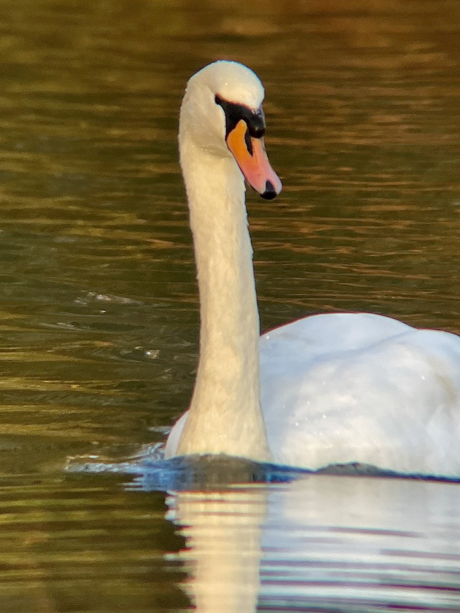 Cisne Vulgar - ML644536352