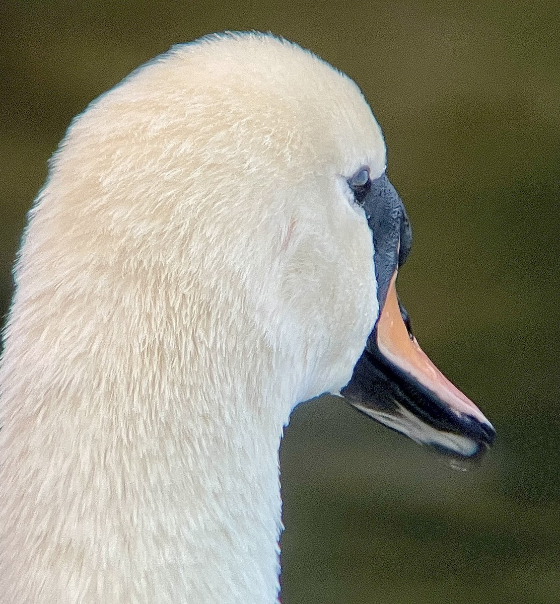 Cisne Vulgar - ML644536353