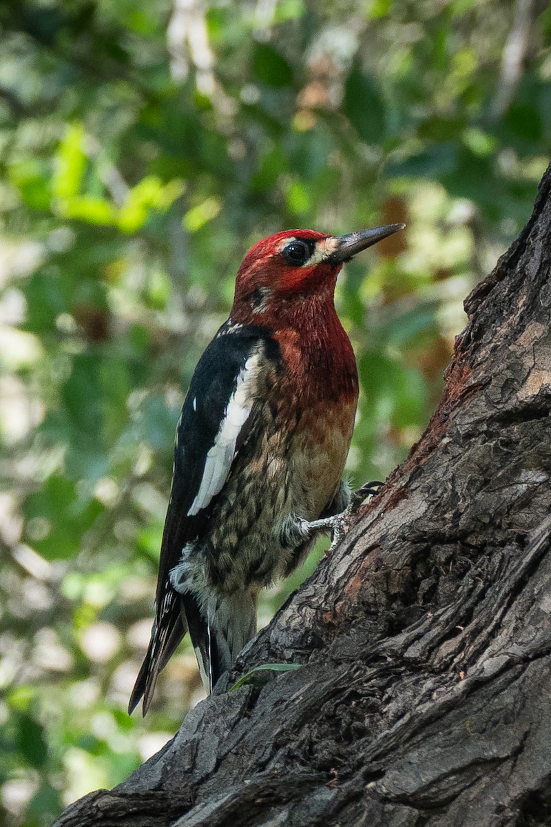 Pic à poitrine rouge - ML644536356