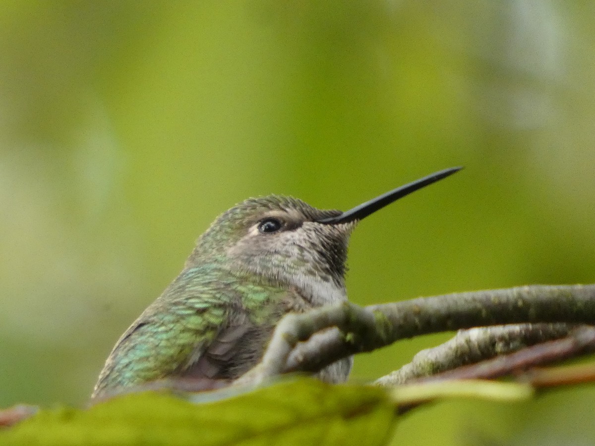 Anna's Hummingbird - ML644536360