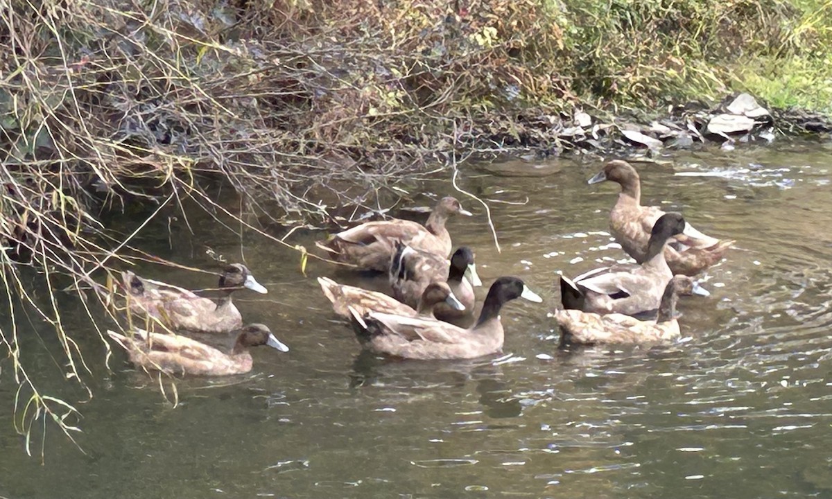 Mallard (Domestic type) - ML644536365