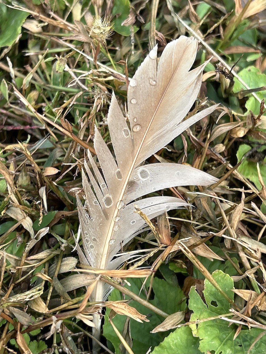 Mallard (Domestic type) - ML644536366