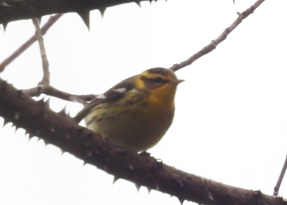 lesňáček jedlovcový - ML644536369