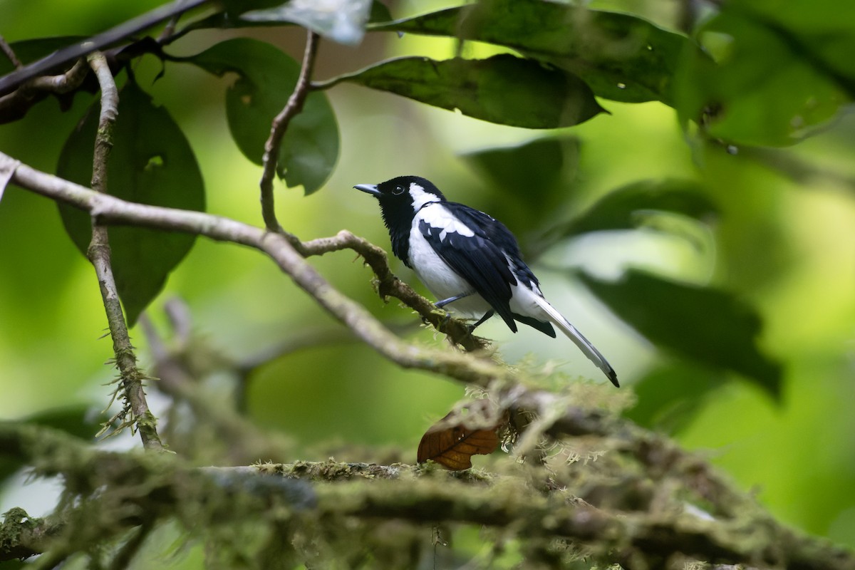 Monarca de Manus - ML644536370