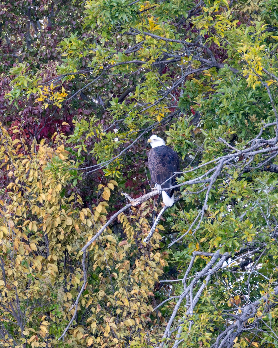 Белоголовый орлан - ML644536387