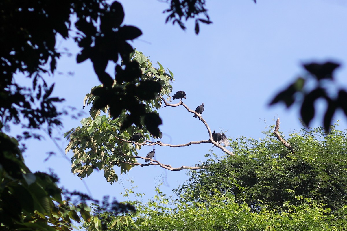 kondor havranovitý - ML644536388