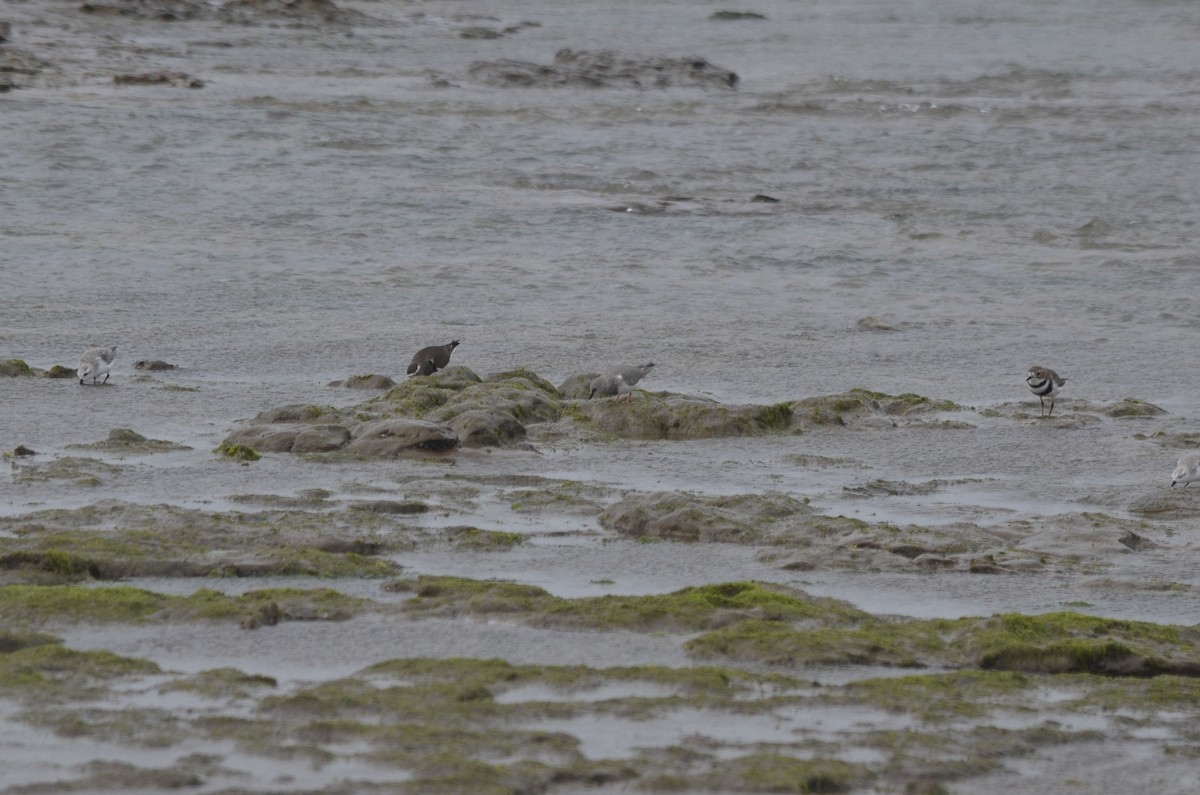 Two-banded Plover - ML644536394