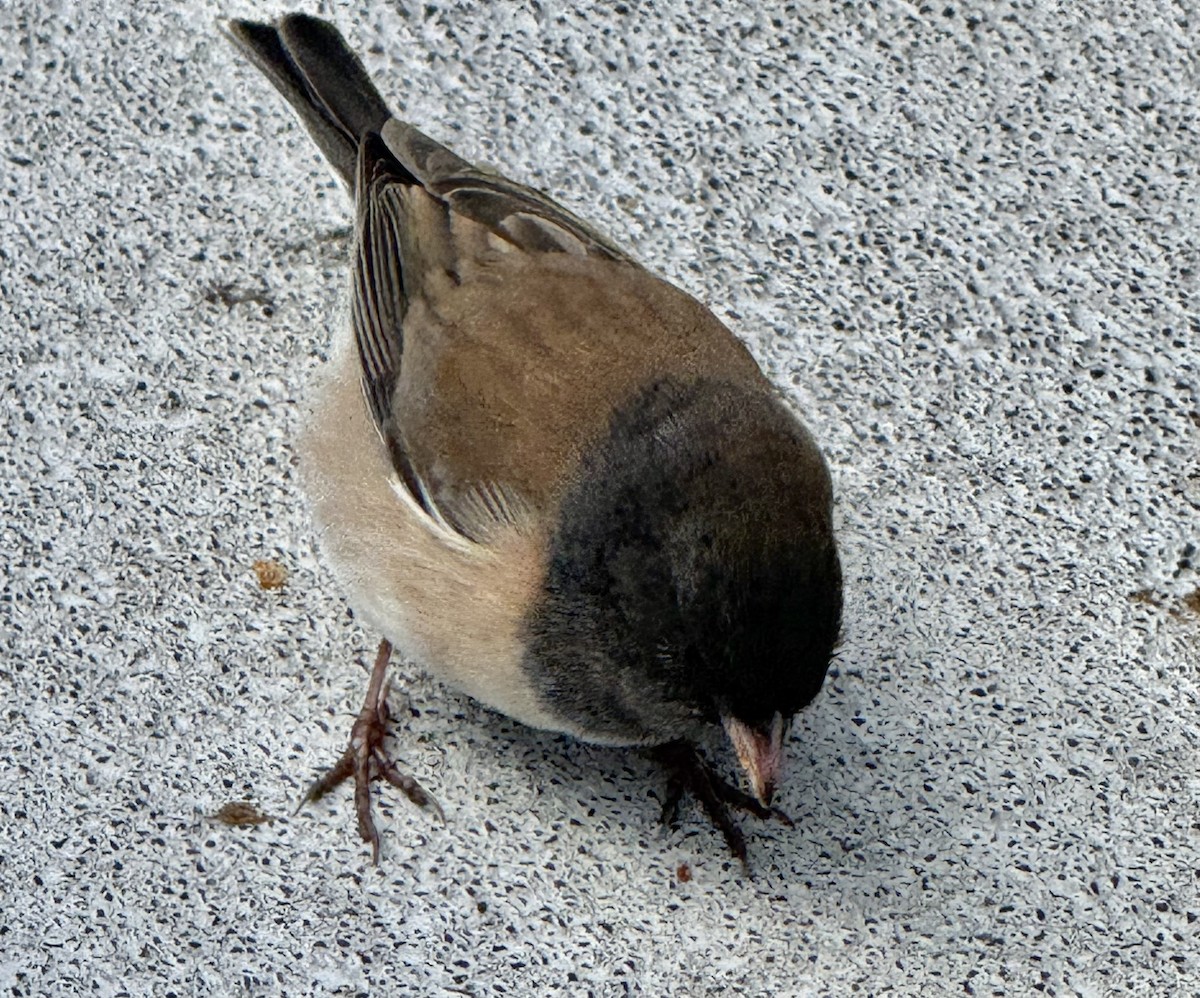 Dark-eyed Junco - ML644536396