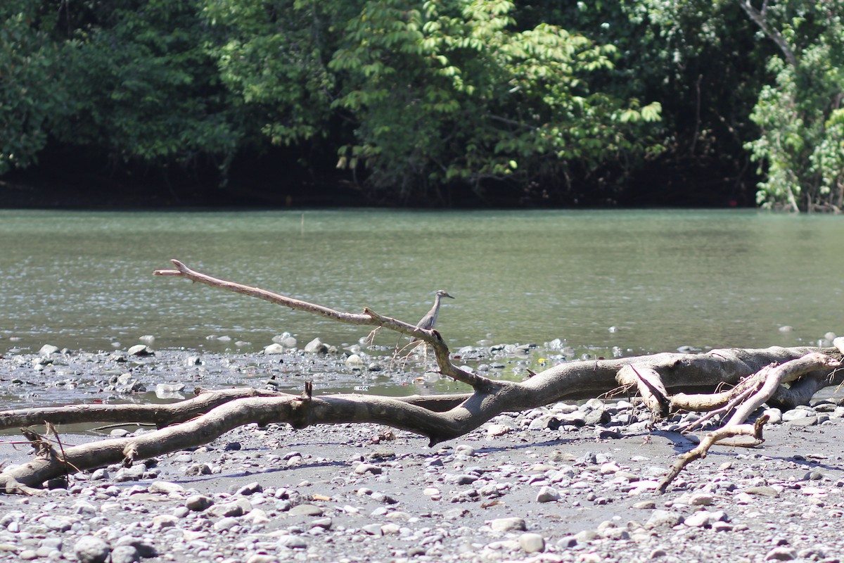 Yellow-crowned Night Heron - ML644536401