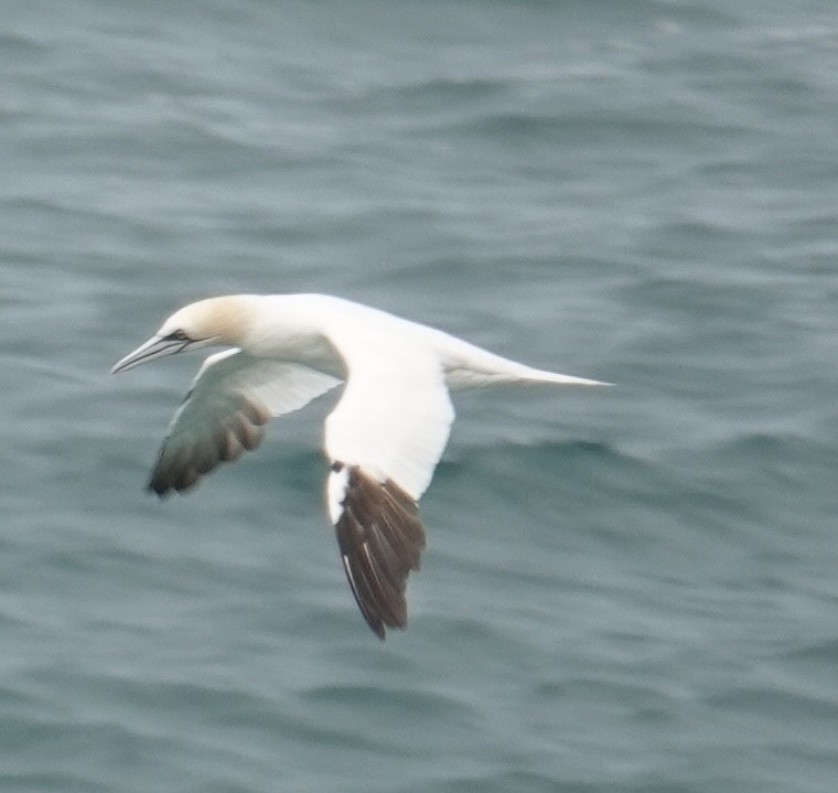 Сула атлантична - ML644536407