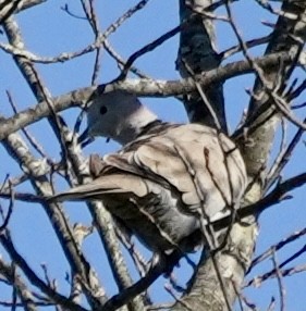Eurasian Collared-Dove - ML644536413