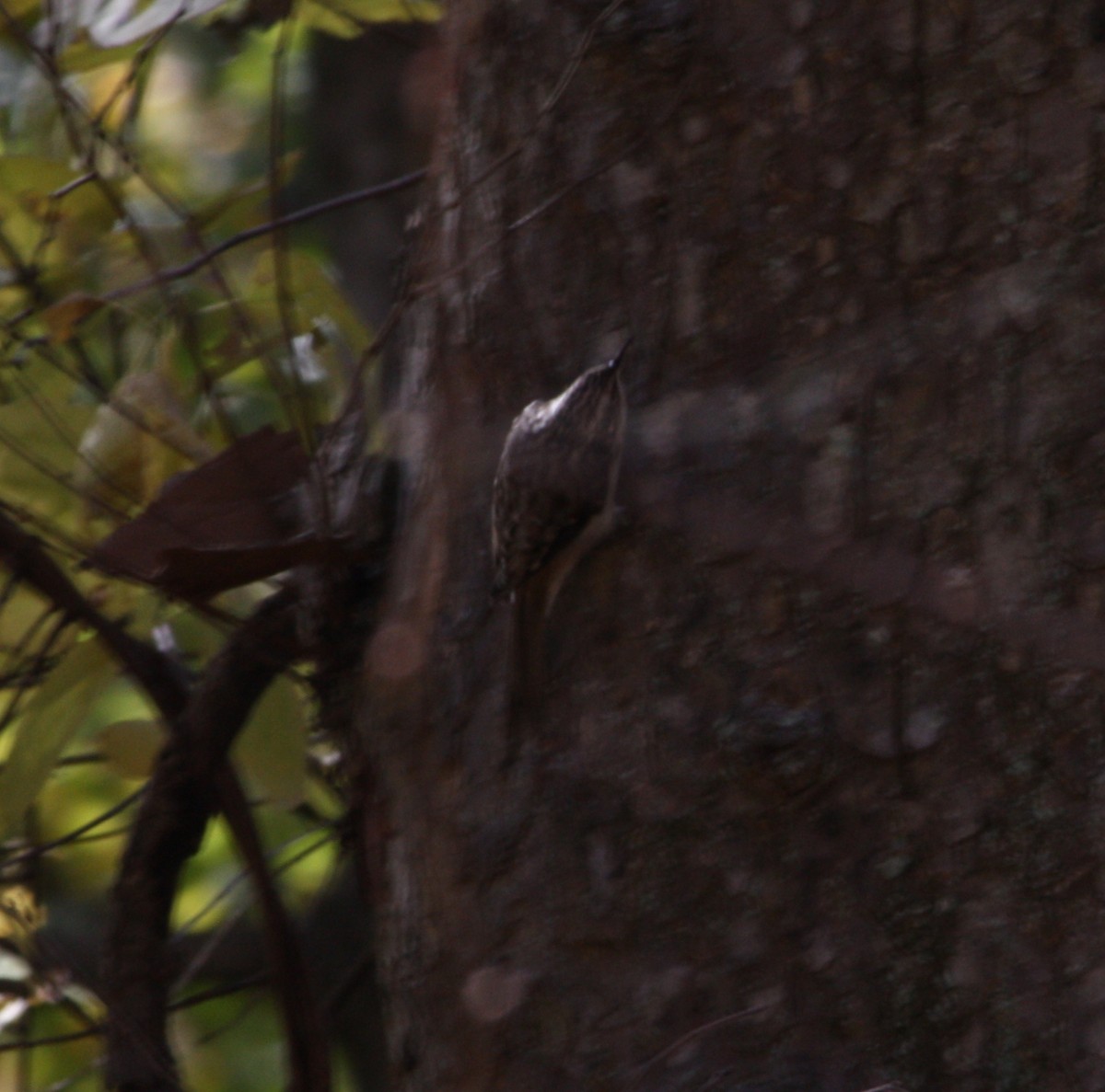 Brown Creeper - ML644536414
