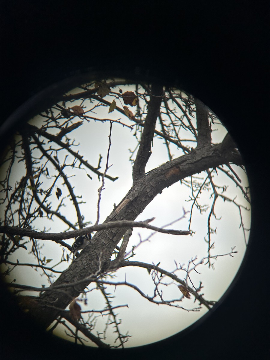 Downy Woodpecker - ML644536427