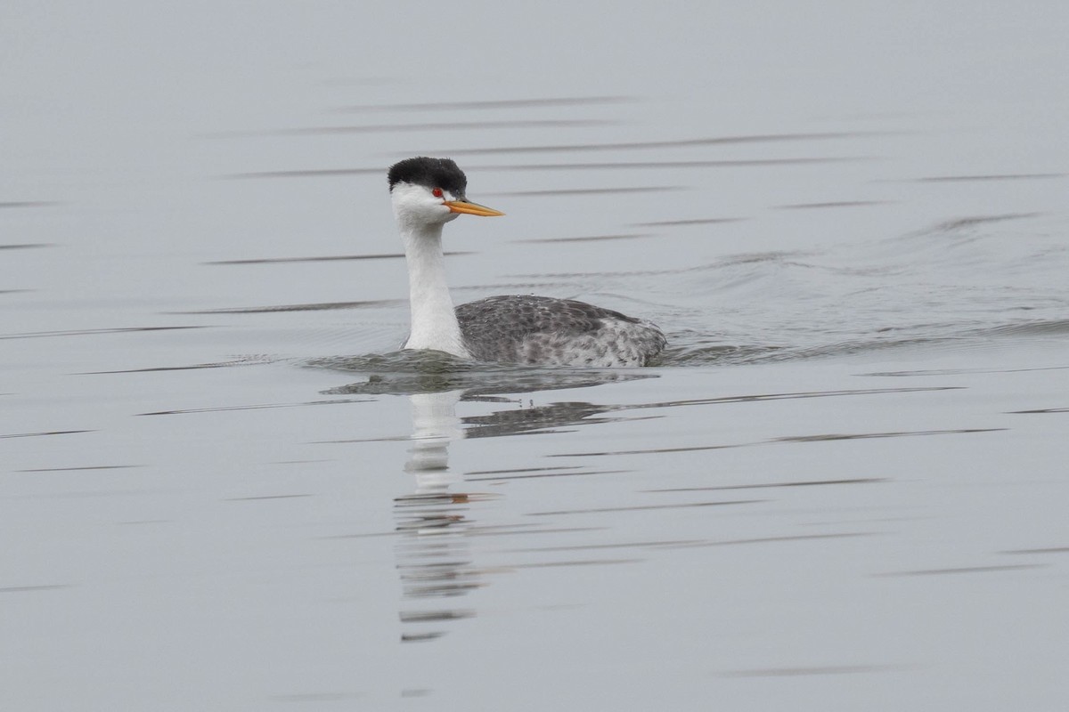 Clark's Grebe - ML644536431