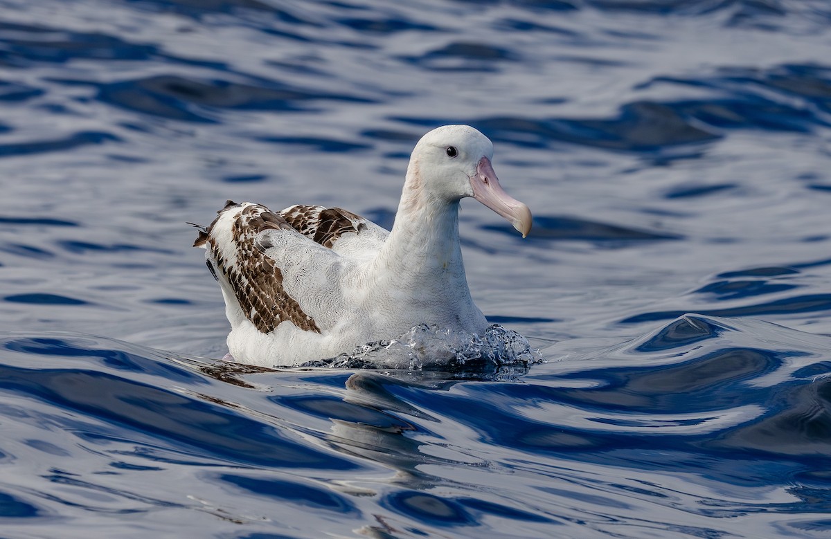 Antipodean Albatross (Gibson's) - ML644536436